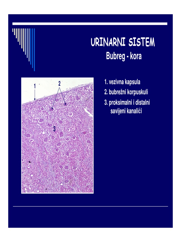Urinarni Sistem | PDF