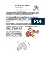 Diseccion de Los Pulmones de Un Mamifero. P27ract. de 1º #2