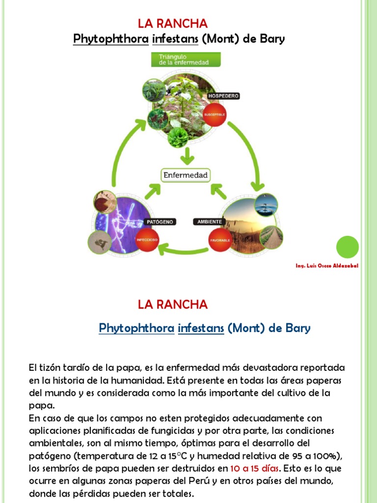 Clase 2 - La Rancha | PDF | Patata | Horticultura y jardinería