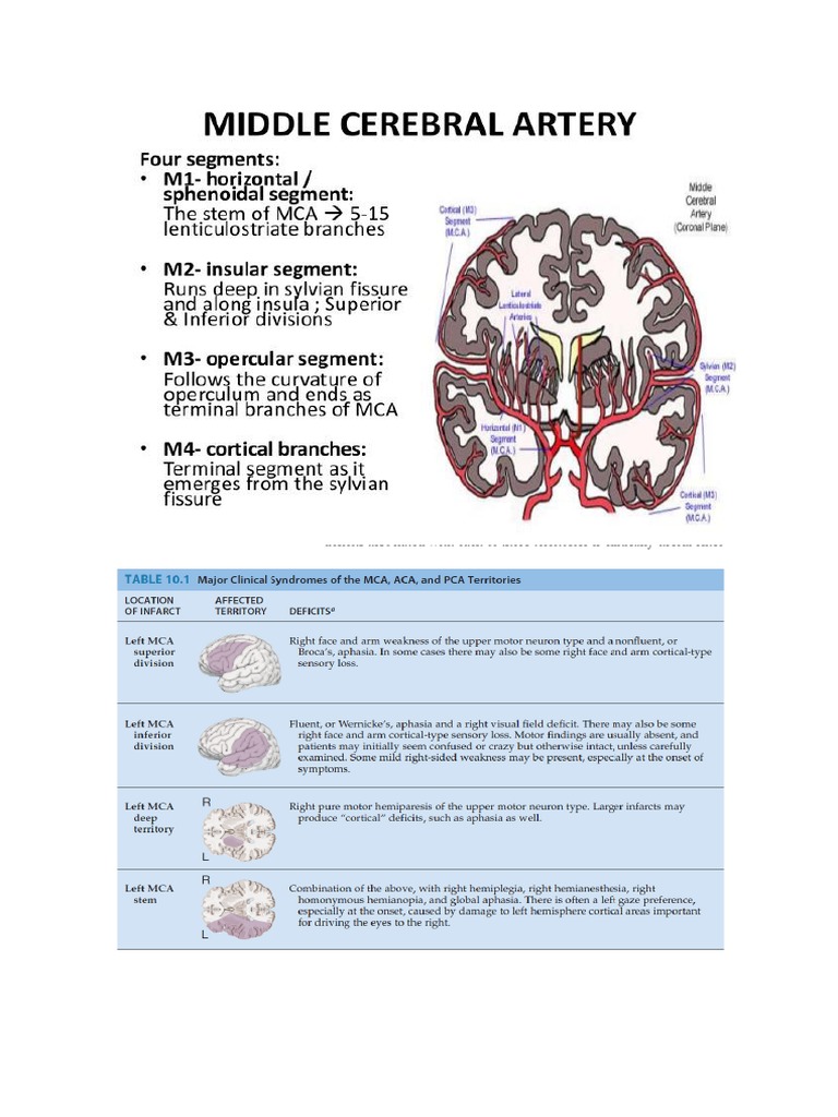 Middle Cerebral Artery | PDF | Cerebral Cortex | Arm