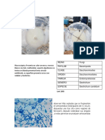 Alternata y Geotrichum