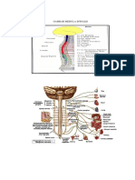 Gambar Medula Spinalis