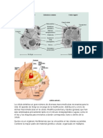 Celula Animal y Vegetal...