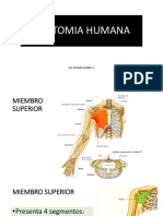 Anatomia Humana Clase 2 Extremidad Superior