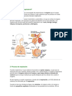 Qué Es El Sistema Respiratorio