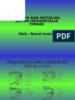 Anatomi Dan Histologi Repro