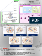 3° Año - 18 - Meiosis