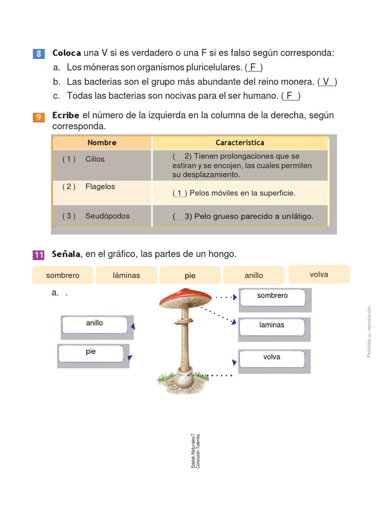 Organismos y partes de hongos | PDF