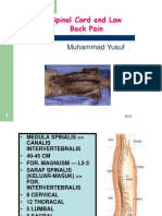 Medula Spinalis