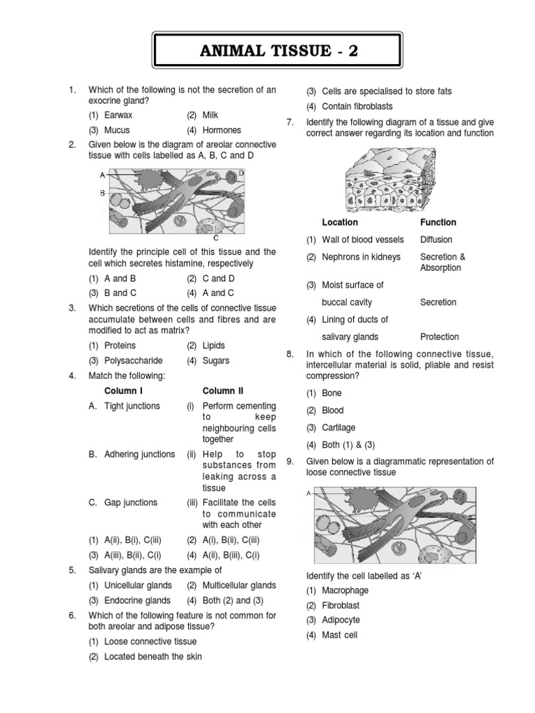 Animal Tissue 2 Location Function PDF Tissue (Biology) Epithelium