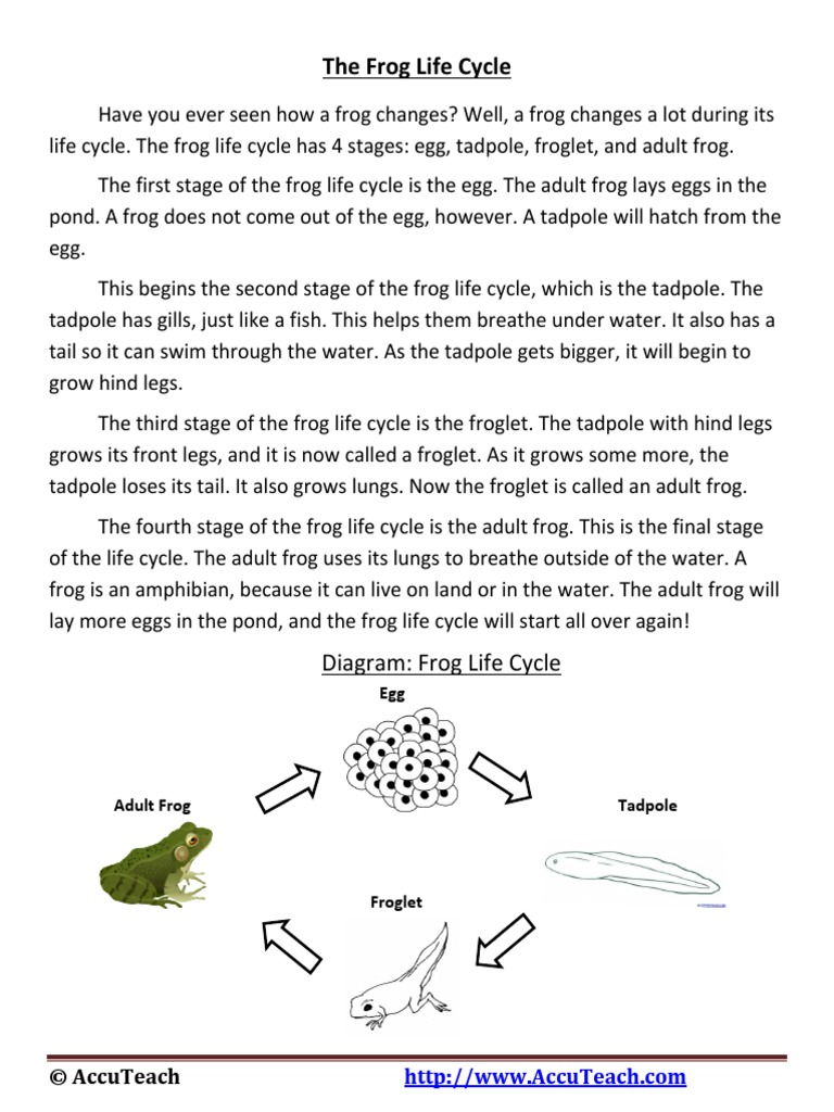 The Frog Life Cycle Reading Comprehension  PDF  Frog  Amphibian With Regard To Frogs Life Cycle Worksheet