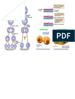 Dibujo de Meiosis y Mitosis