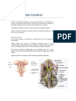 Tema 11- 1 Parte-Tallo Cerebral