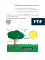 Exercitando Ciências Fotossíntese Respiração