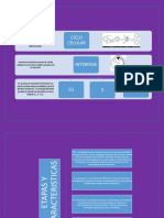 Esquema Del Ciclo Celular