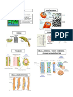Celulas Vegetales