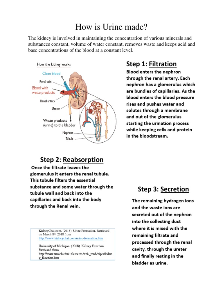 Technical Description Kidney Animal Anatomy