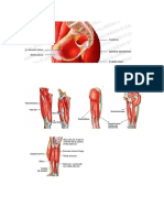 Imagagenes Anatomia