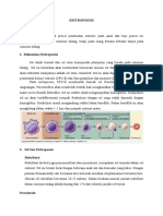 Nindi Eritropoiesis