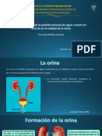 Expulsión Excesiva de H2O en Orina. Calidad de La Carne