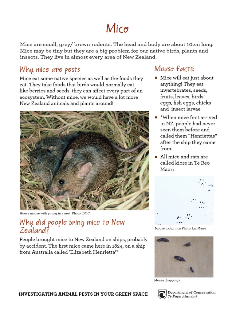 Mice: Pests in New Zealand Ecosystems | PDF | Social Science | Home ...