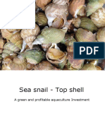 Sea Snail - Top Shell Business Proposal - Opt
