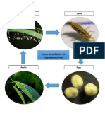 Ciclo de Chrysopelra