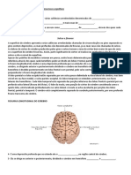 Revisão Da Aula de Neurociências e Processos Cognitivos