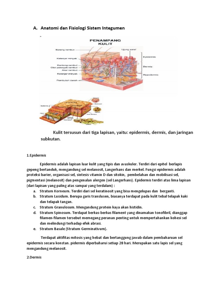 Anatomi dan Fisiologi Sistem Integumen | PDF
