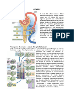 Fisiología Del Sistema Renal 2 PDF