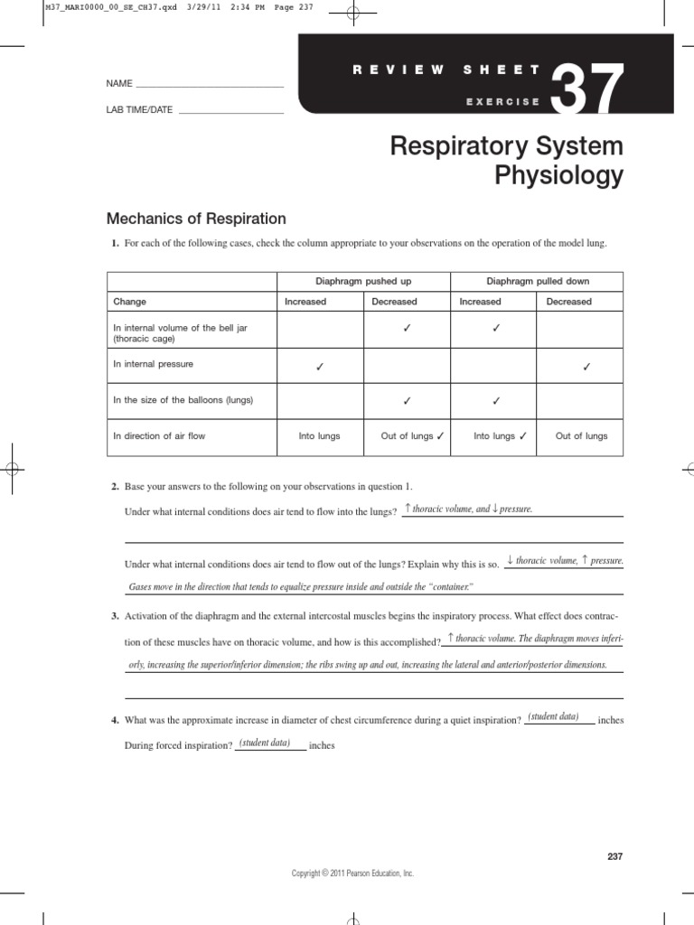 Respiratory system lab exam image