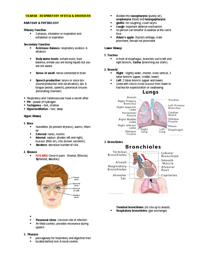 Anatomy and Physiology of the Respiratory System | PDF | Lung | Chronic ...