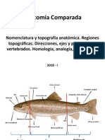 Homologia Analogia Homoplasia