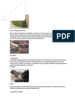 Batuan Mengandung Olivine