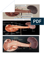 Part of Pancreas