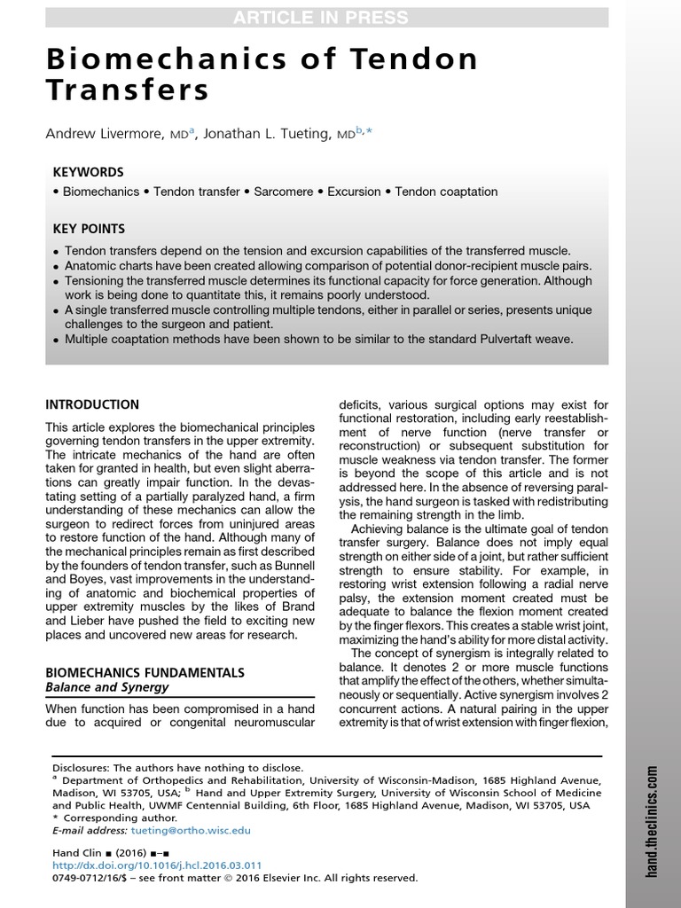 Tendon Transfer Biomechanics Explained | PDF | Muscle Contraction | Muscle
