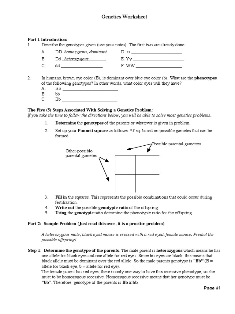 Eye Color Punnett Square Worksheet - Eye Color Photos