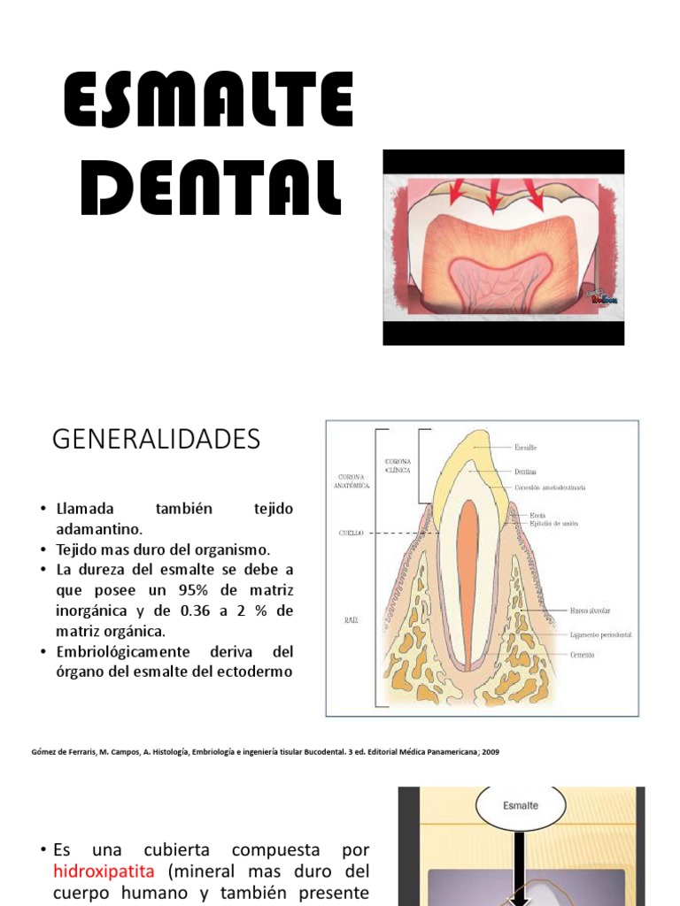 Esmalte Dental Pdf Esmalte De Dientes Biología