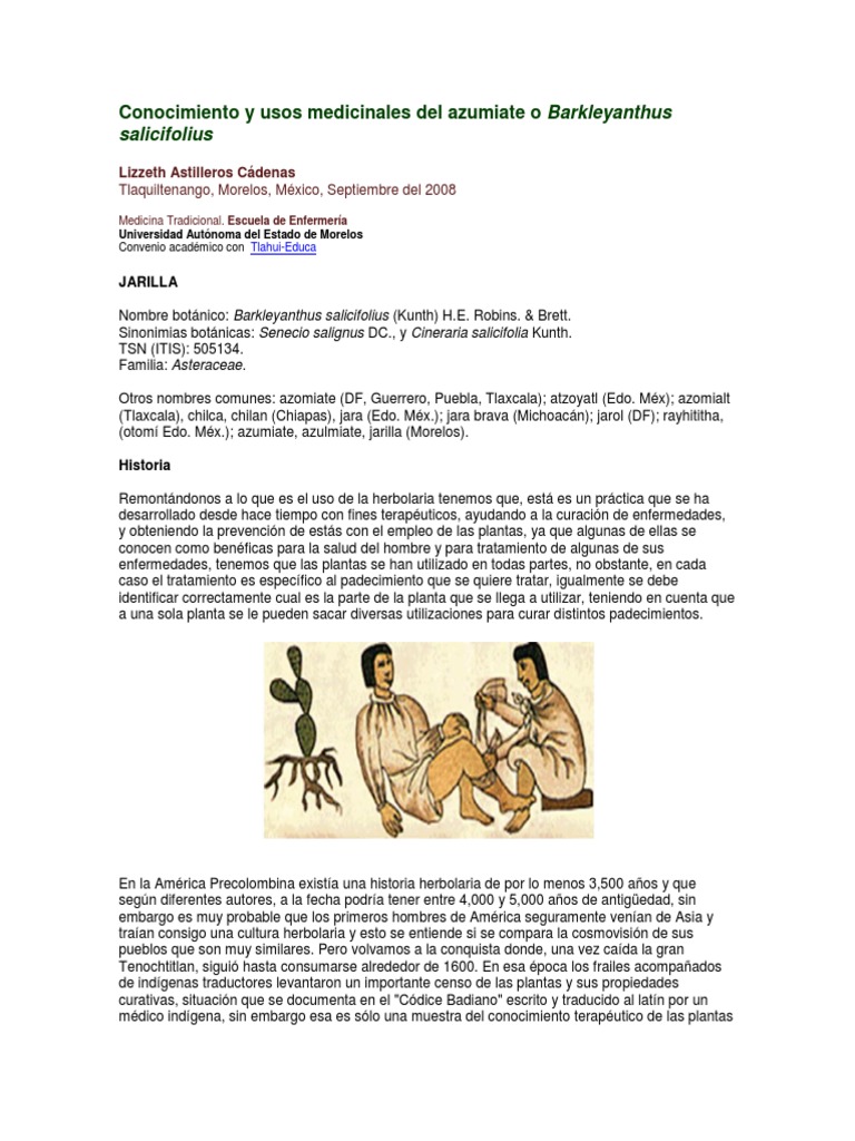 Usos medicinales del azomiate y jarilla | PDF | Herboristería | Naturaleza