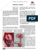 Anatomy Male Reproductive PDF