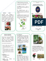 TRIPTICO Plantas