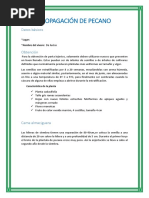 Propagación de Pecano 3