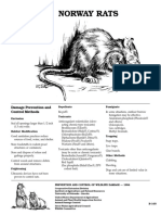 Norway Rats: Damage Prevention and Control Methods