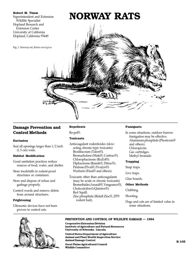 Norway Rats: Damage Prevention and Control Methods | PDF | Rat | Rodent