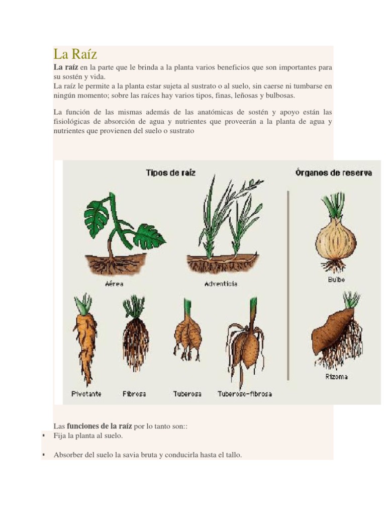 Raíz, Tallo y Hoja en Plantas | PDF | Tallo de la planta | Hoja