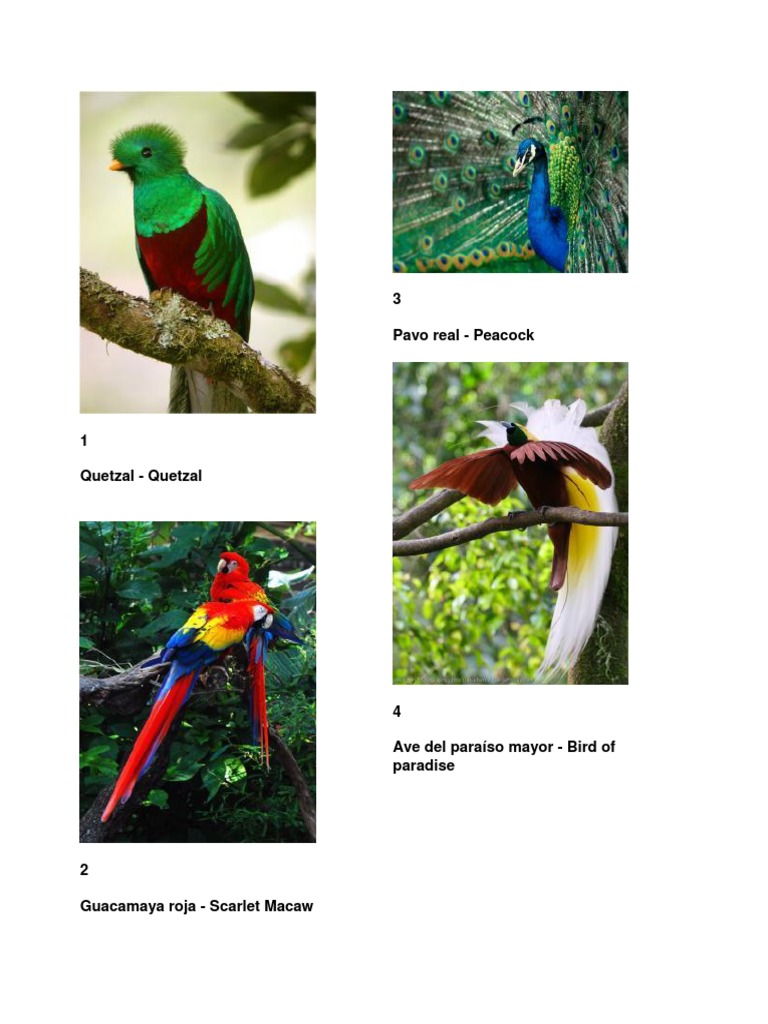 Aves Ingles Español Pdf