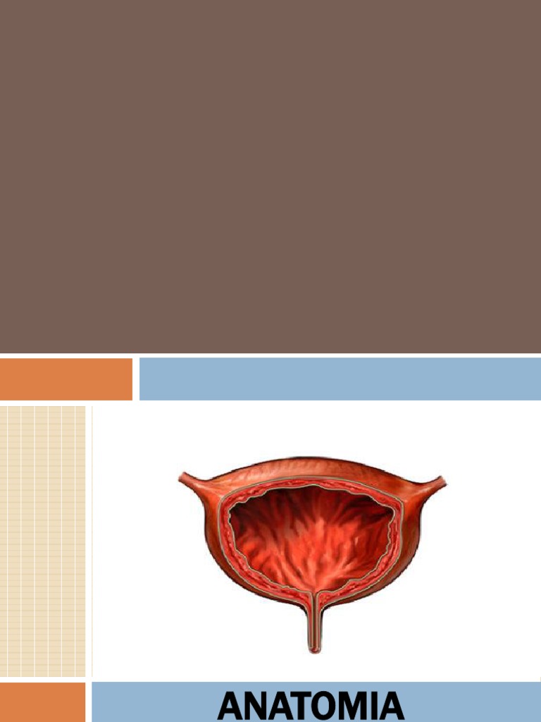 Anatomía de la Vejiga Urinaria | PDF | Vejiga urinaria | Sistema urinario