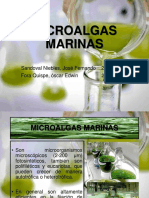 Microalgas Marinas