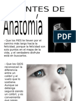 Apuntes de Anatomia