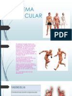 Sistema Muscular